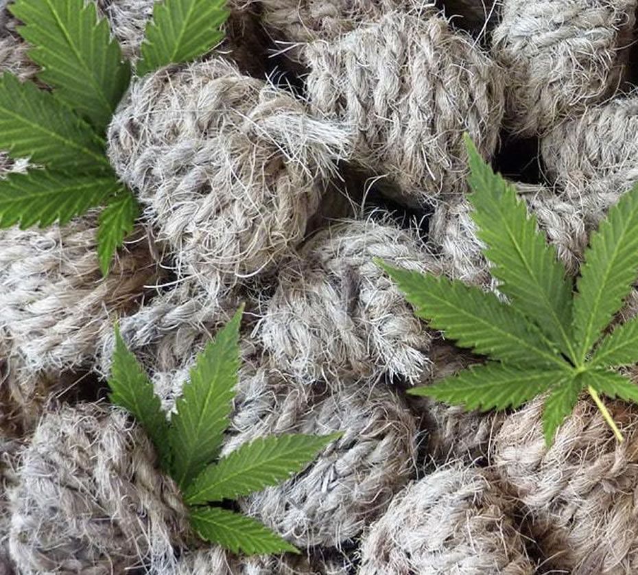 Küresel Kenevir Pazarı ve Gelecek Beklentiler