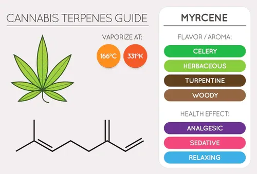 Terpenler: Kenevirin (Cannabis) Kokusunun ve Etkisinin Sırrı