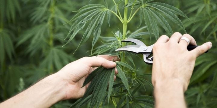Uluslararası Regülasyonlar ve Ticaret: Kenevir (Cannabis) Küresel Çerçevede